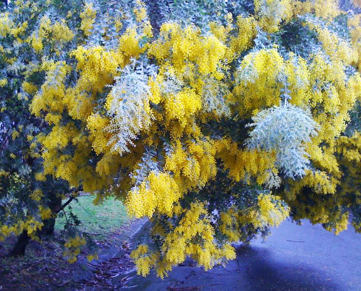 Yellow Wattle Tree Garden Inspirati
