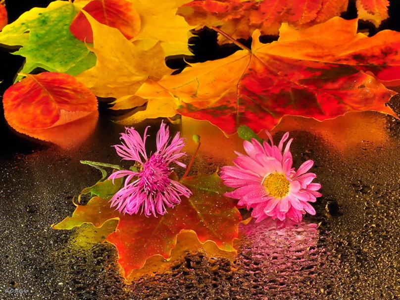 Autumn Flowers Wallpaper