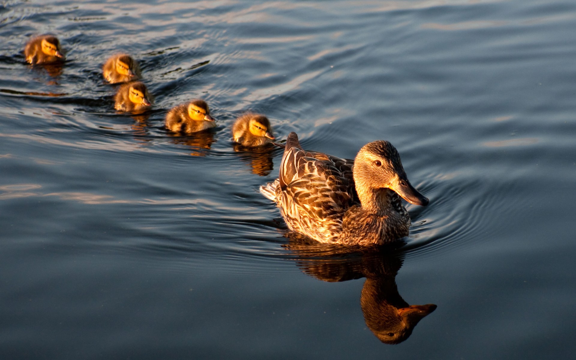 Mallard Ducks Pictures Of