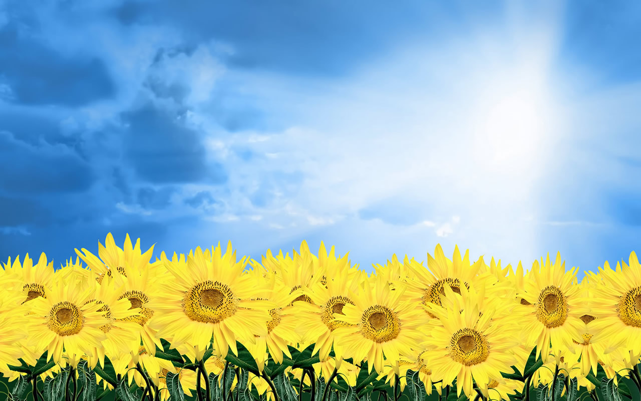 Yellow Lovely Image Of Flowers HD Wallpaper Fullsize