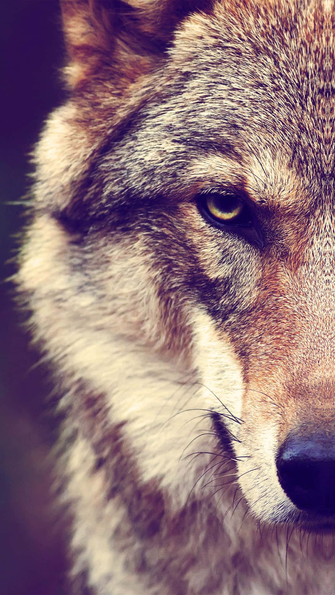 Wolf iPhone Wallpaper