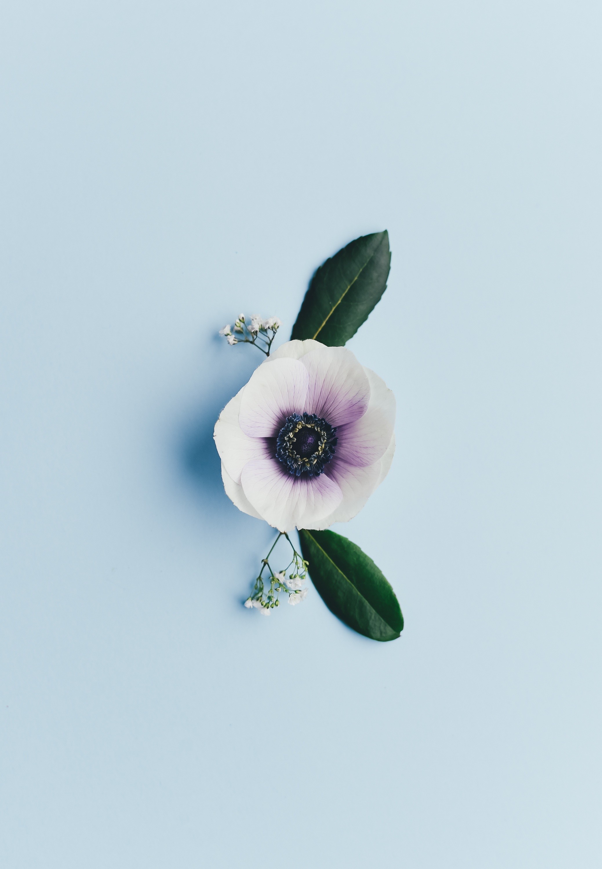 Flowers Nature Wallpaper HD