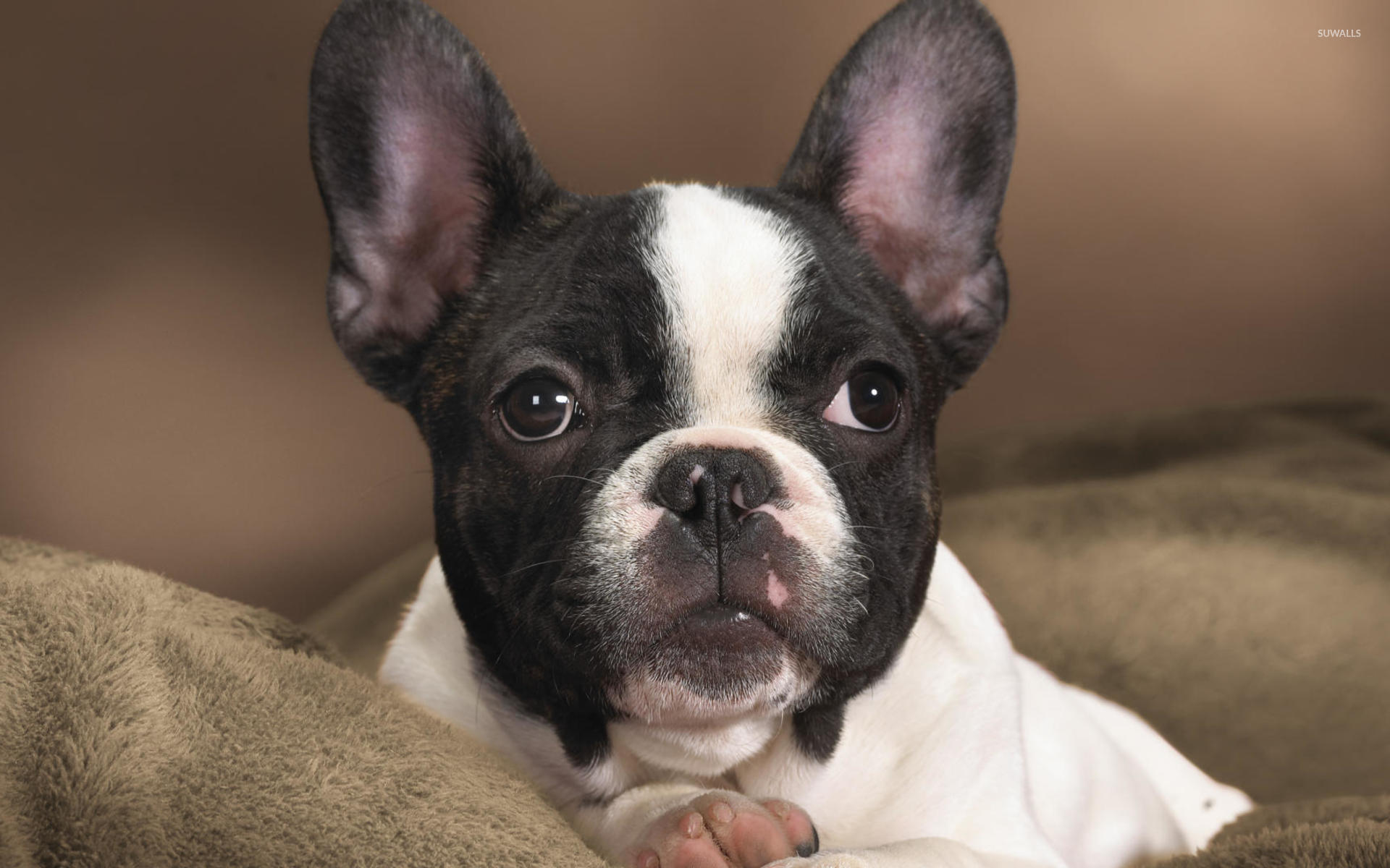 Cutest French Bulldog Puppy Pictures All Puppies And