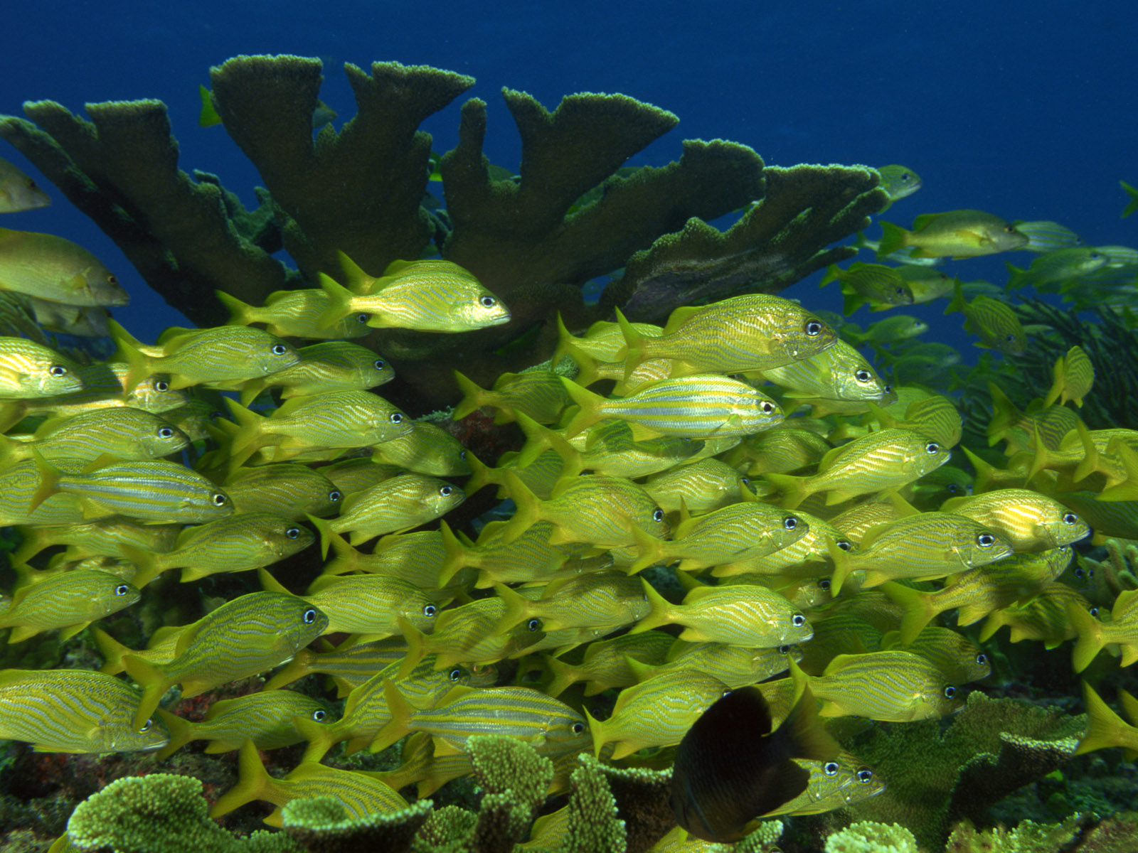 Fish Wallpaper Green