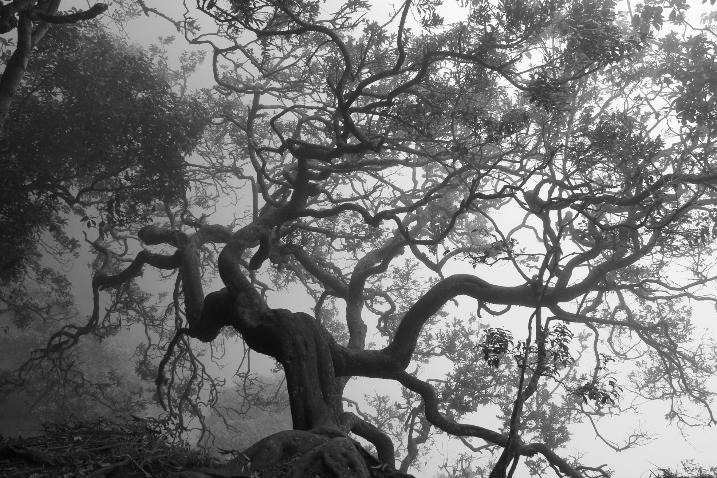 Trees Monochrome Branch Nature Spooky Wallpaper HD Desktop