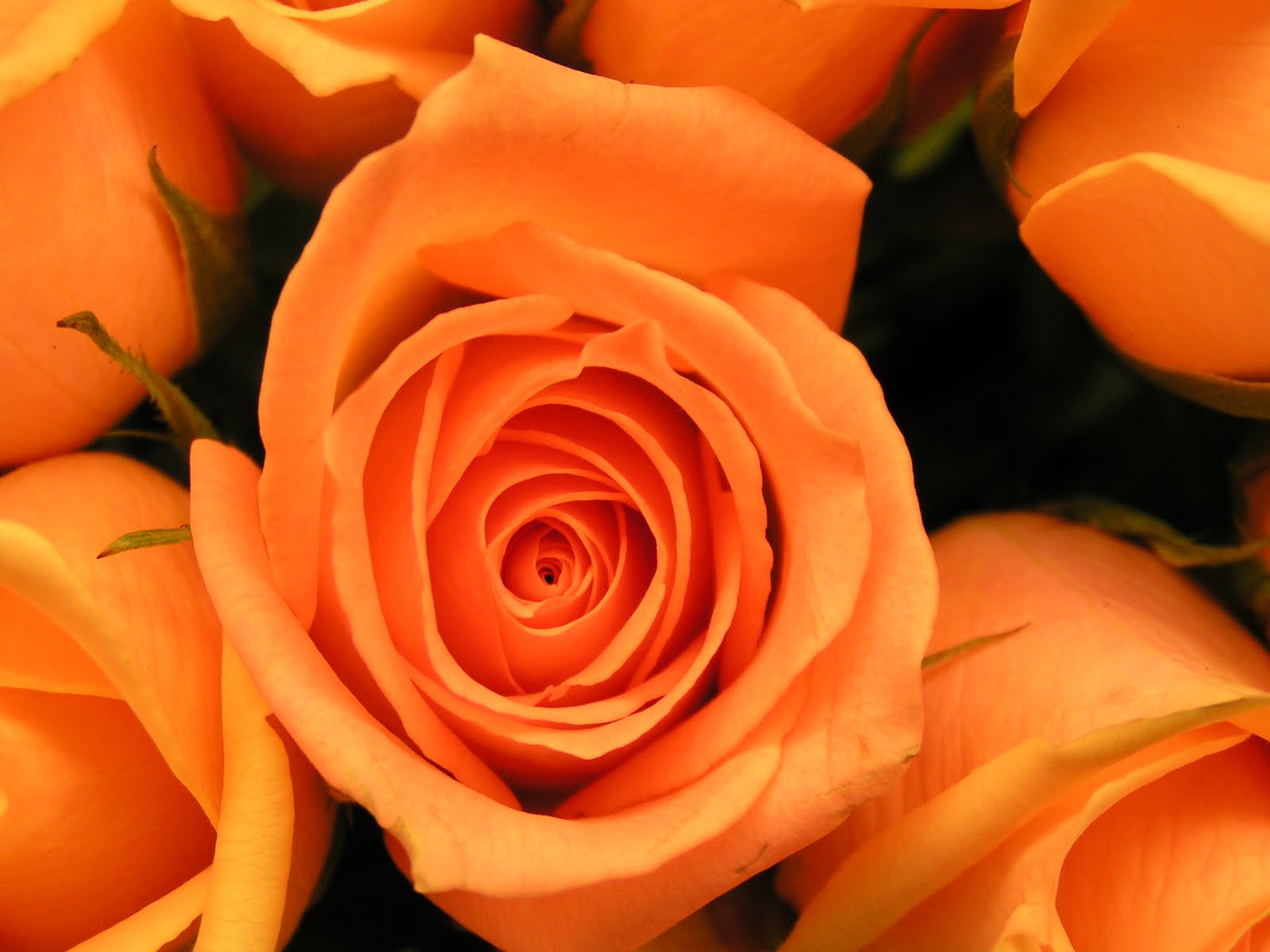 Orange Roses Wallpaper