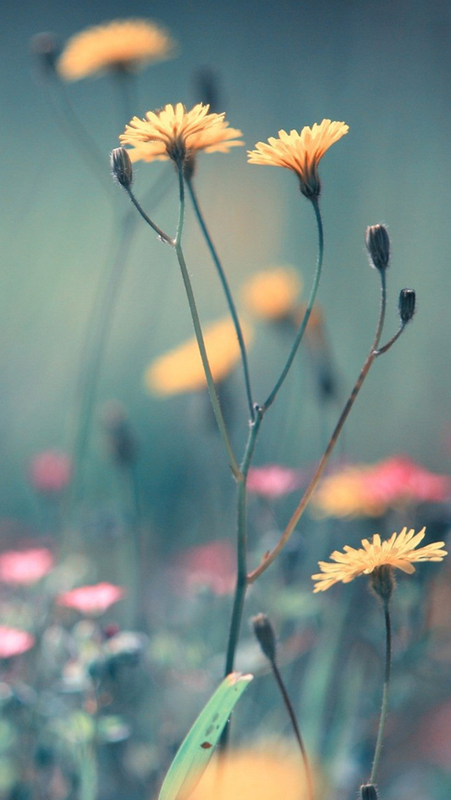 Dandelion Flowers iPhone 5s Wallpaper
