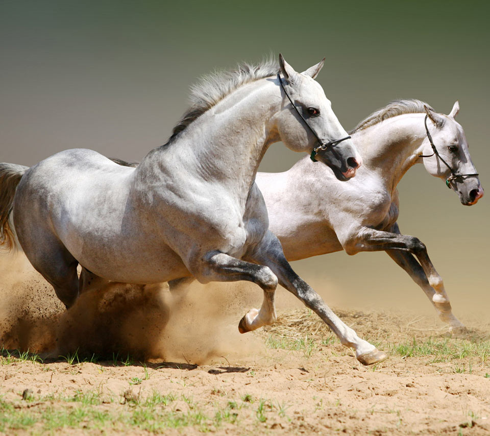Animal Horse Flying Desert Sand Racing Steed Courser Spanker