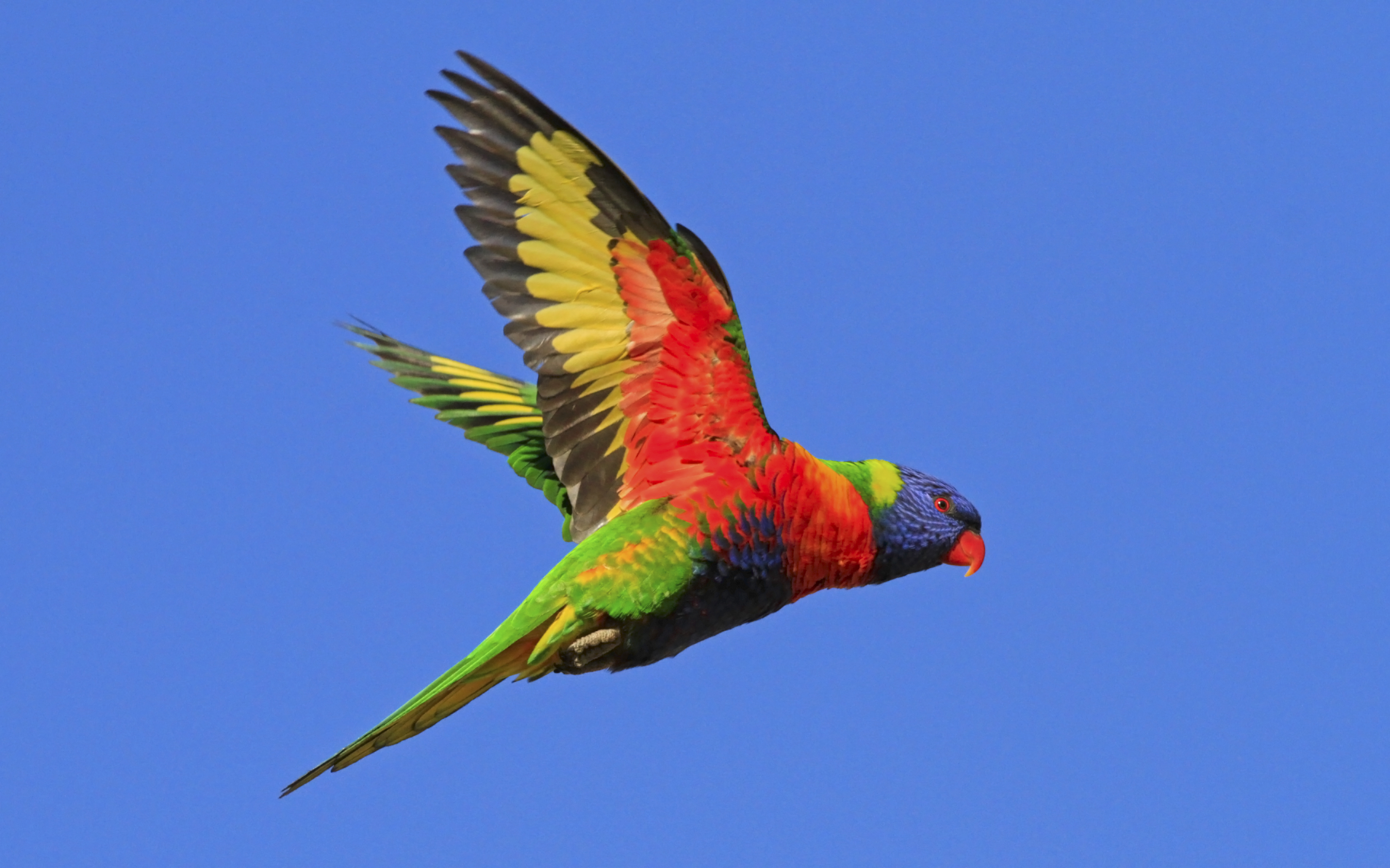 Rainbow Lorikeet HD Wallpaper Background Image