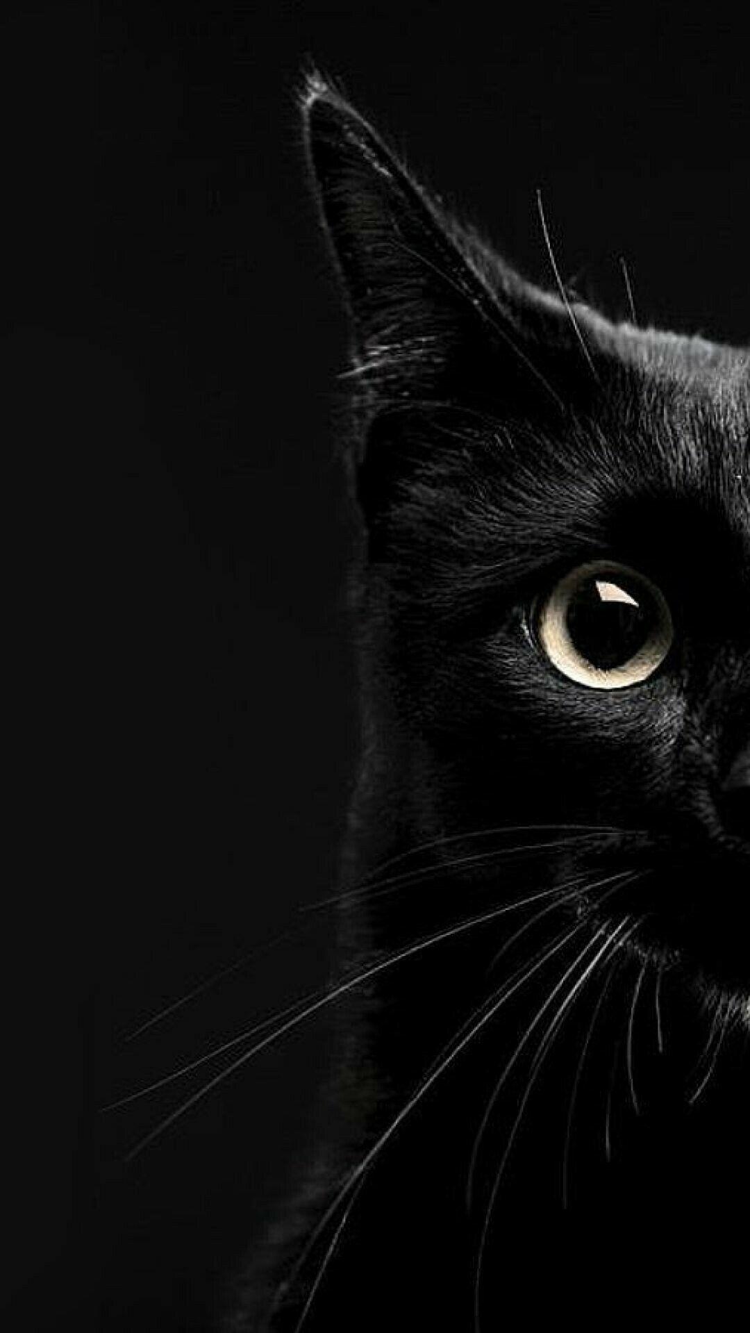 Aesthetic Black Cat Wallpaper Background Beautiful Best