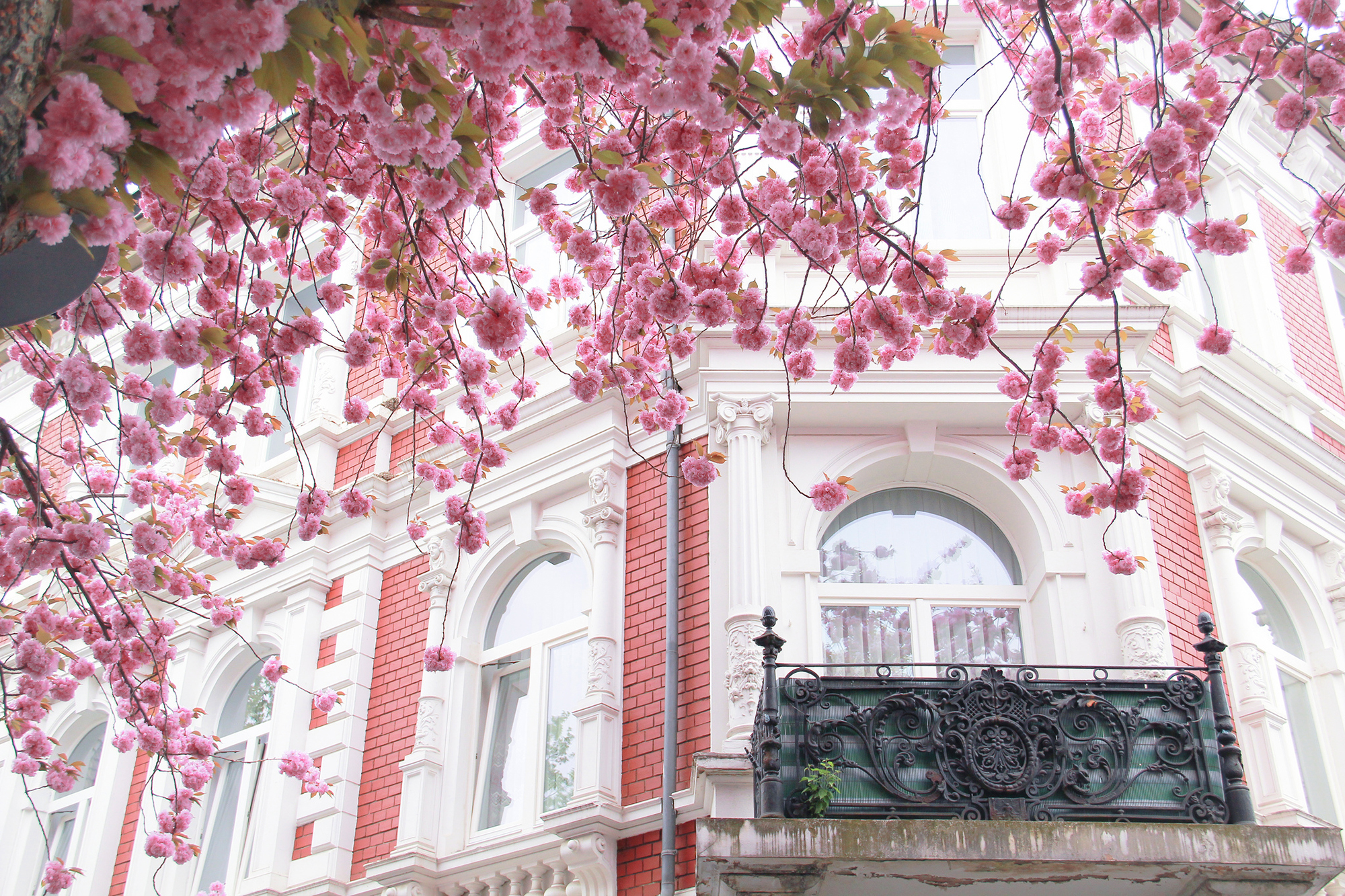 city paris spring cherry flowers
