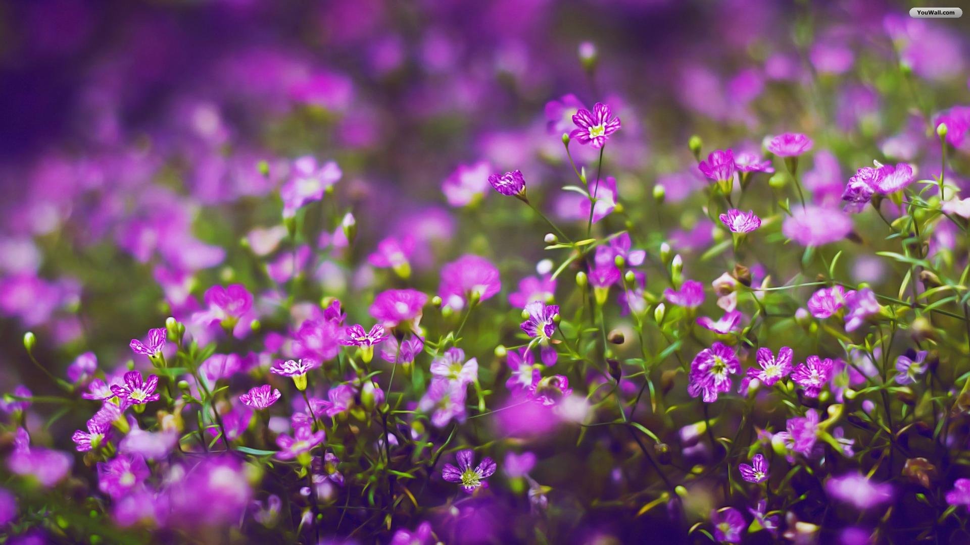 purple flowers wallpaper HD