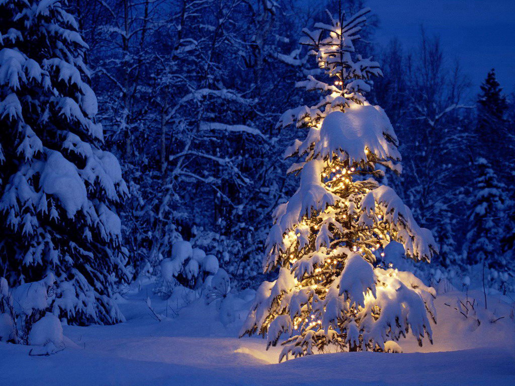 Beautiful Christmas Trees And Holiday Desktop
