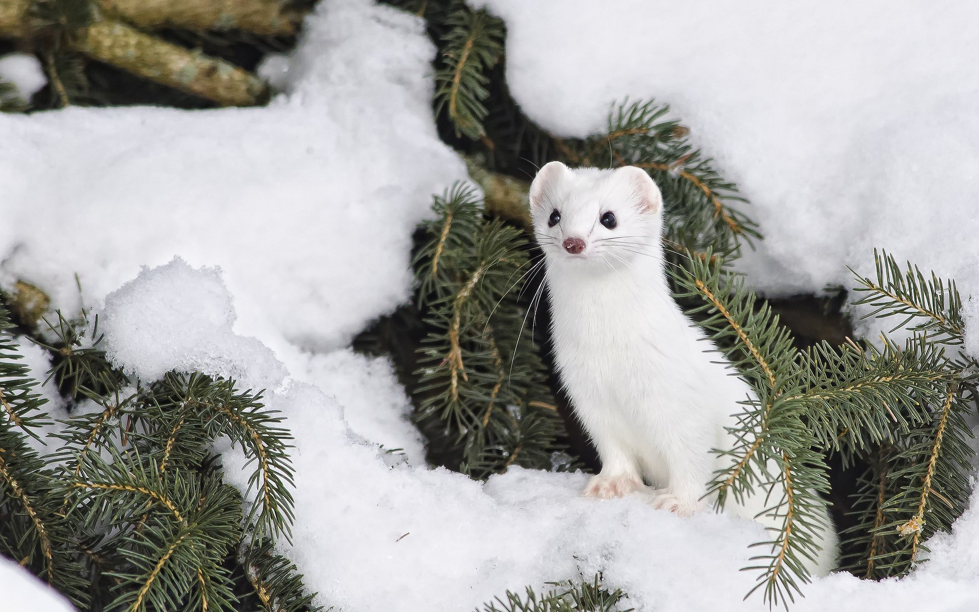 The Stoat HD Wallpaper Background Image