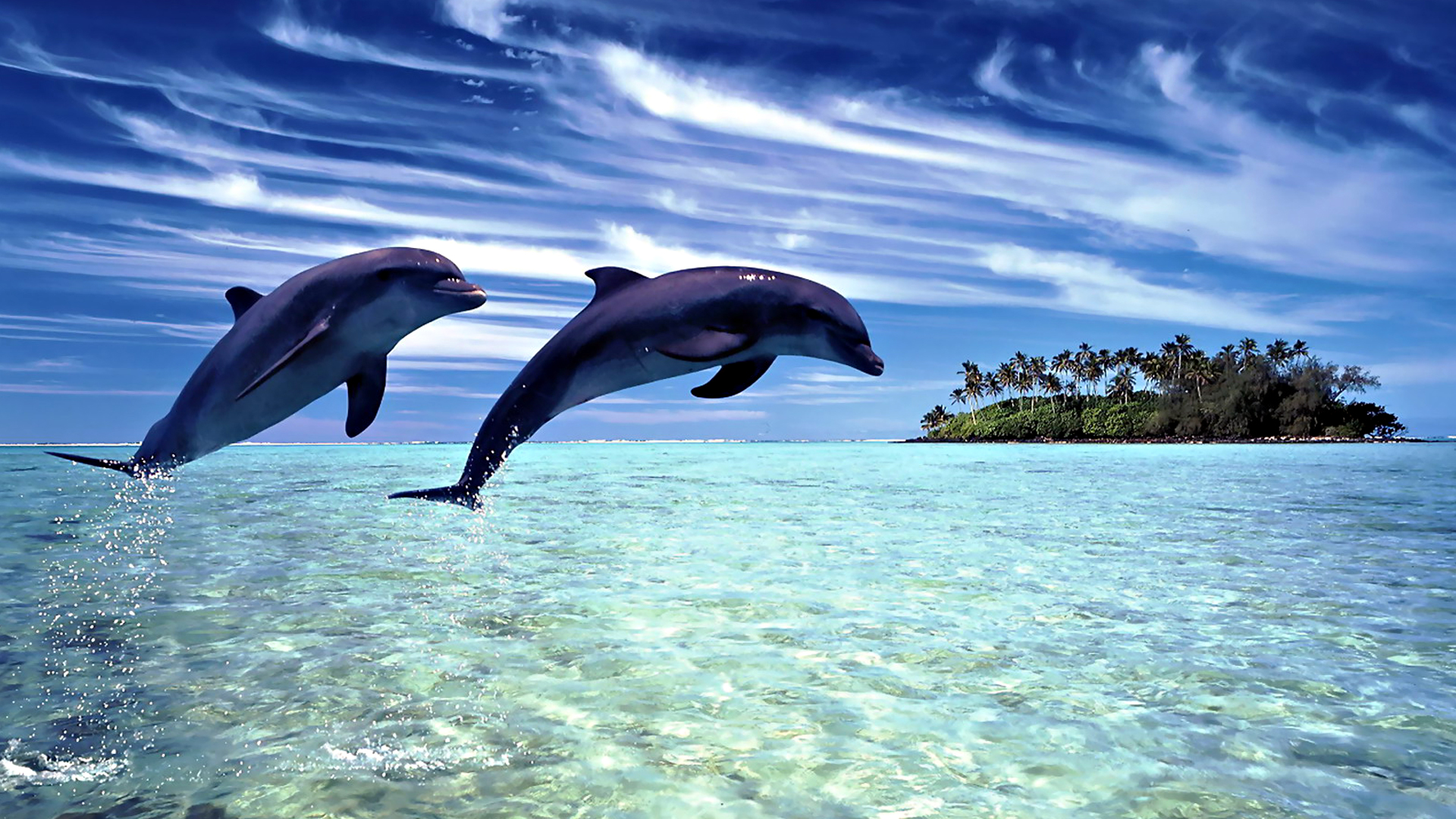 Dolphin Sea Jump Wallpaper HD