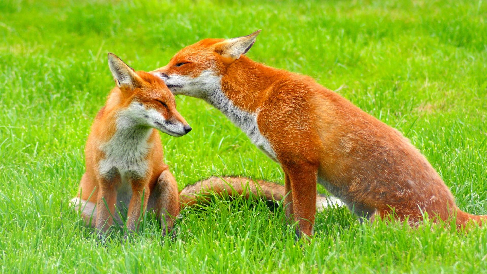 Animal Fox Wallpaper