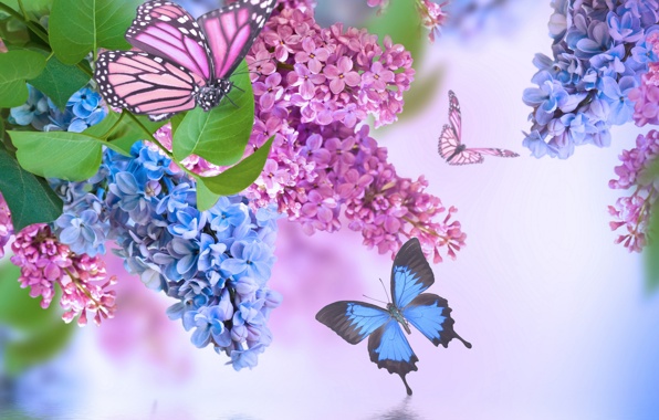 Wallpaper Flowers Spring Lilac