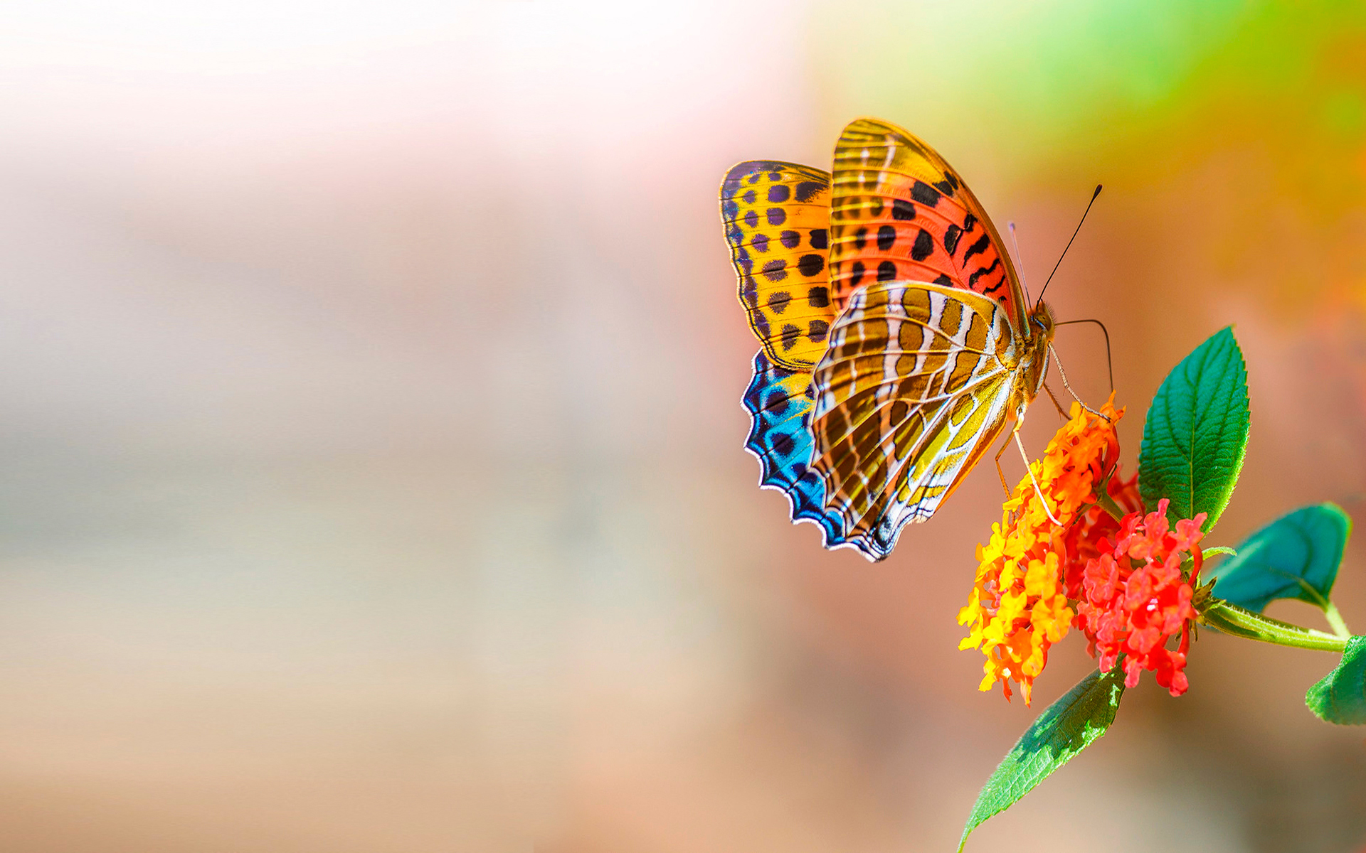 Colorful Butterfly Over Flower Wallpaper Best