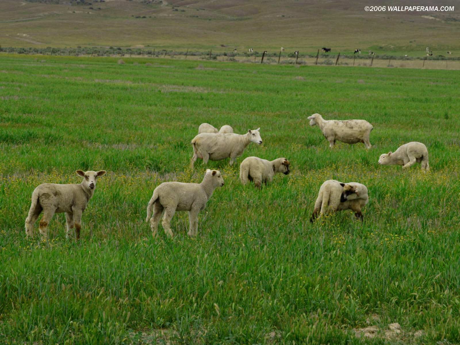 Lamb Wallpaper HD Image Picture