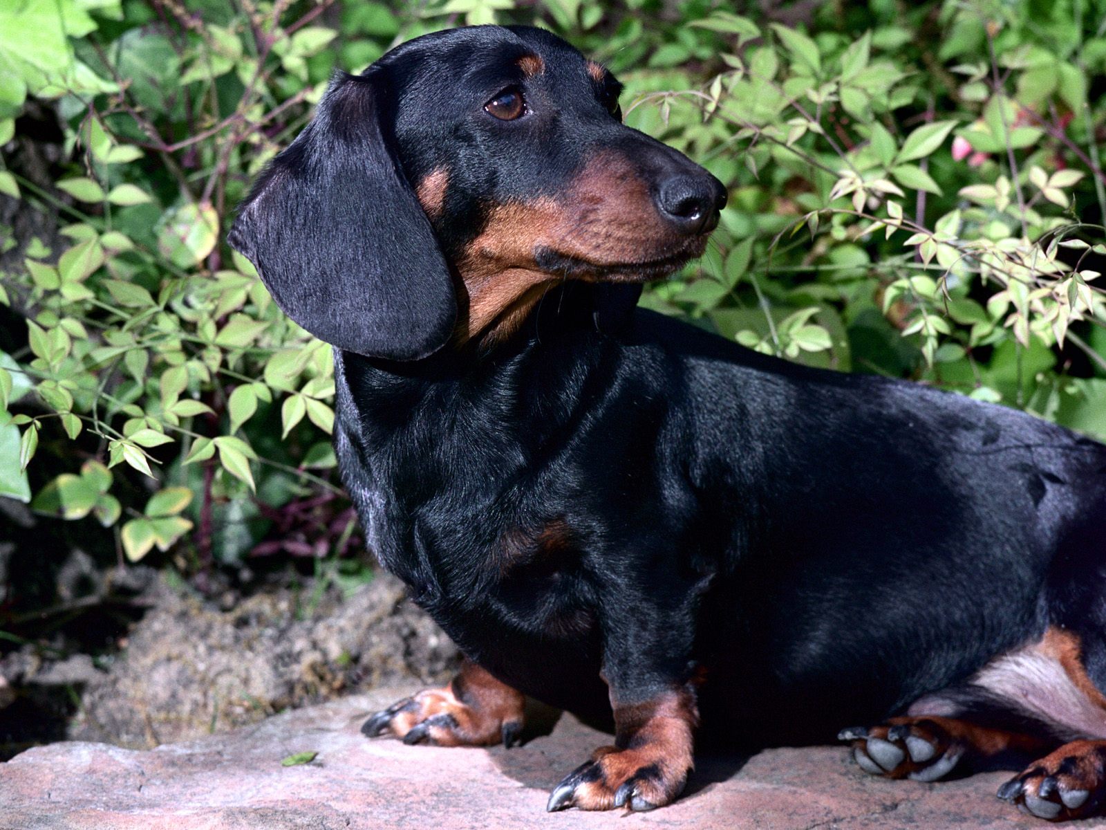 Black And Tan Dachshund Animals Wallpaper Image With Dogs
