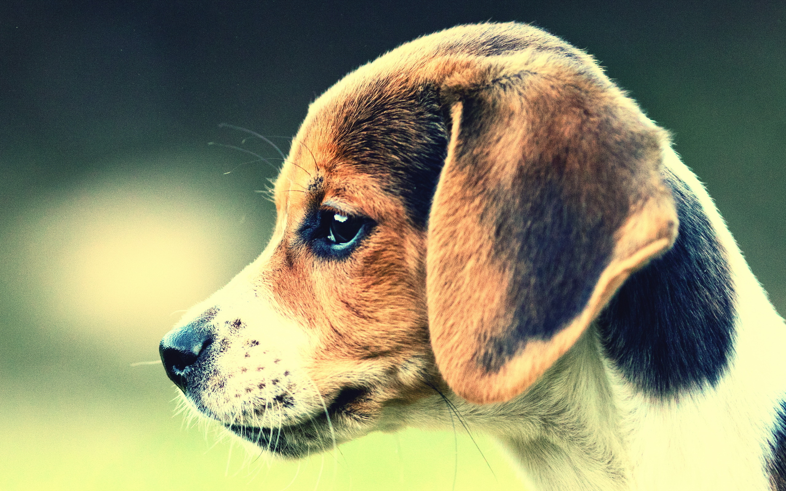 Wallpaper Dog Beagle Each