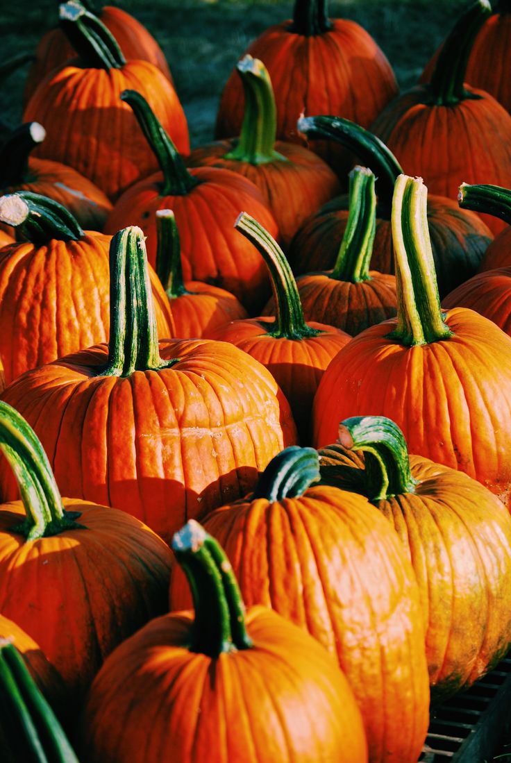 Pumpkin iPhone Wallpaper