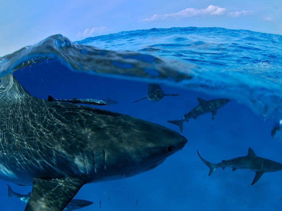 National Geographic Wallpaper Sharks Bahamas