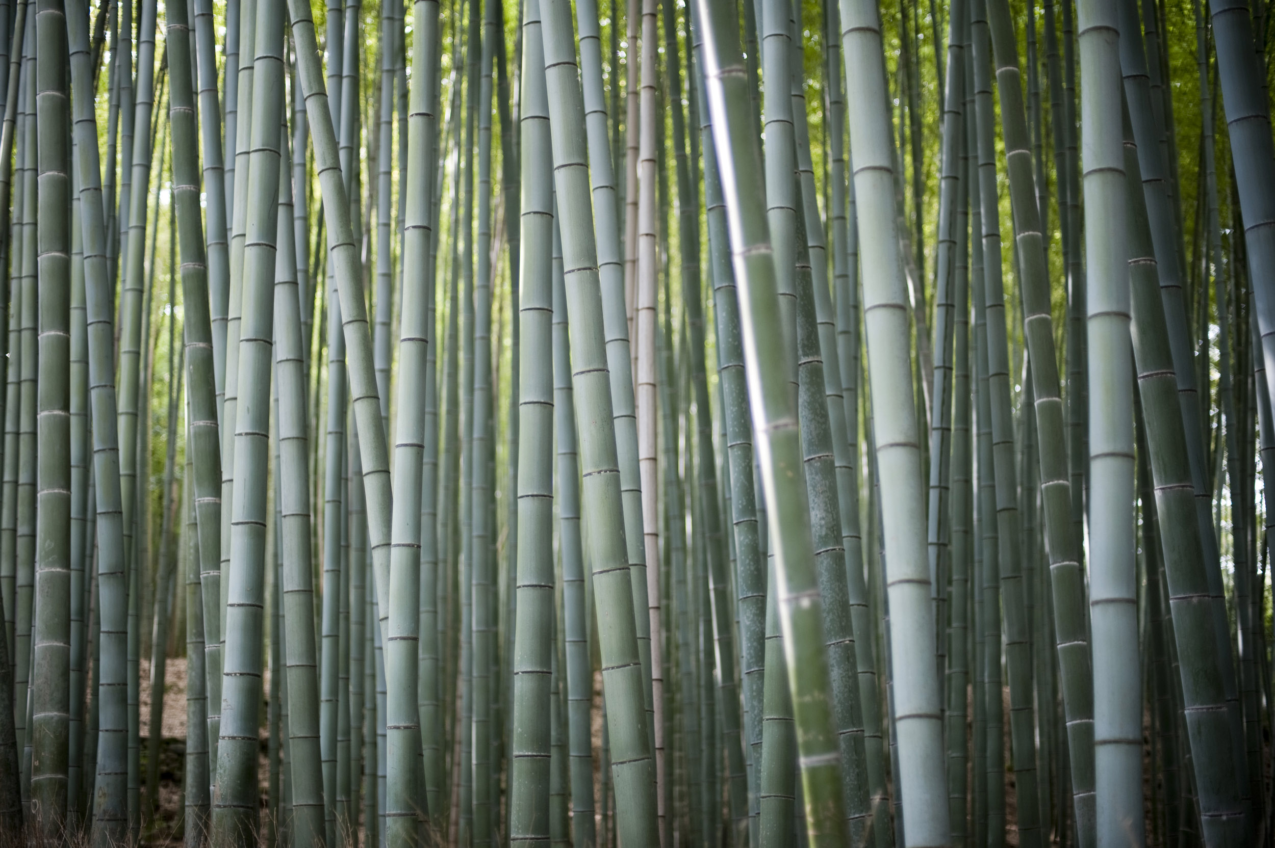 Bamboo Forest Desktop Wallpaper Iskin Co Uk