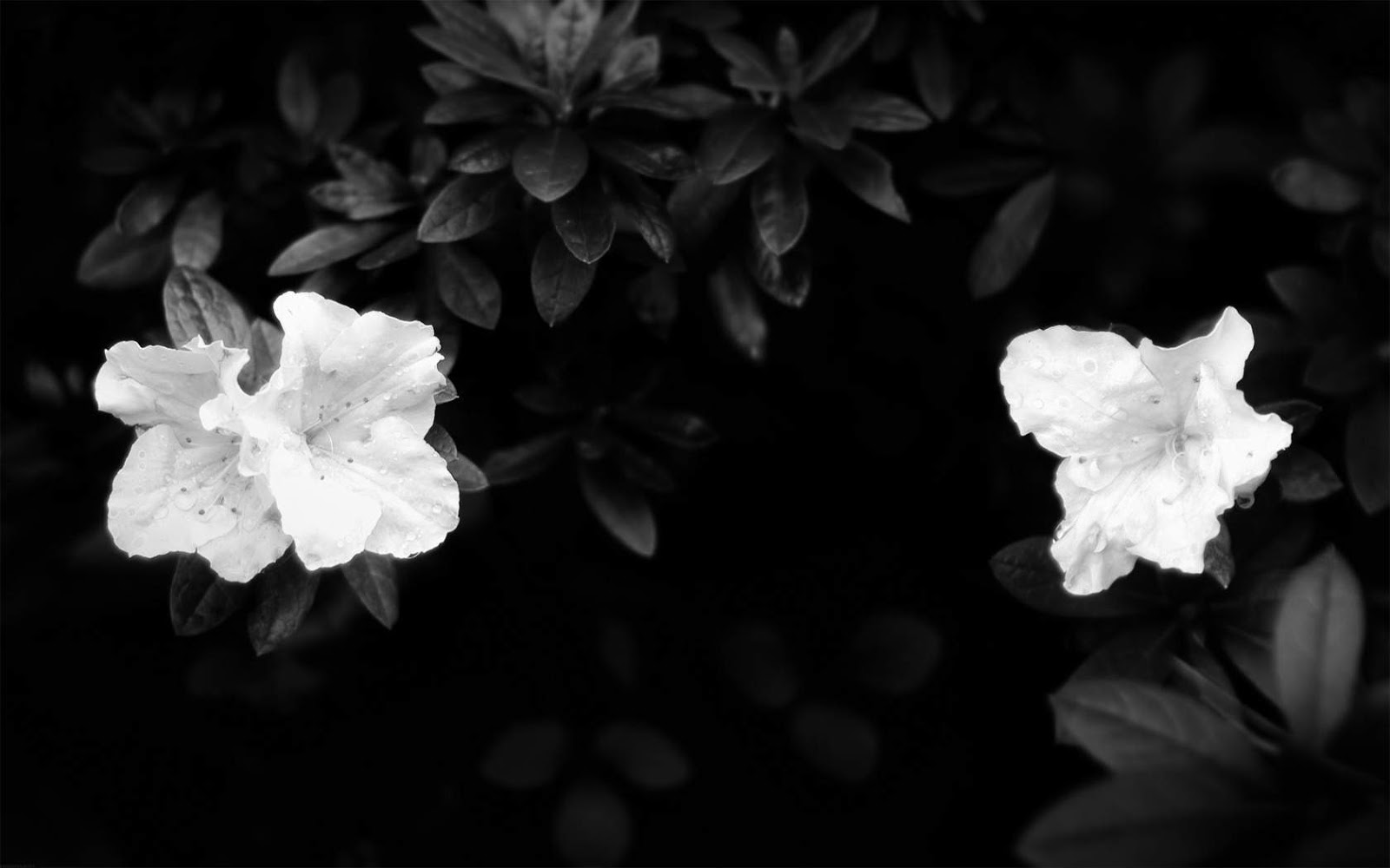 White Flowers On Black Background Wallpaper HD