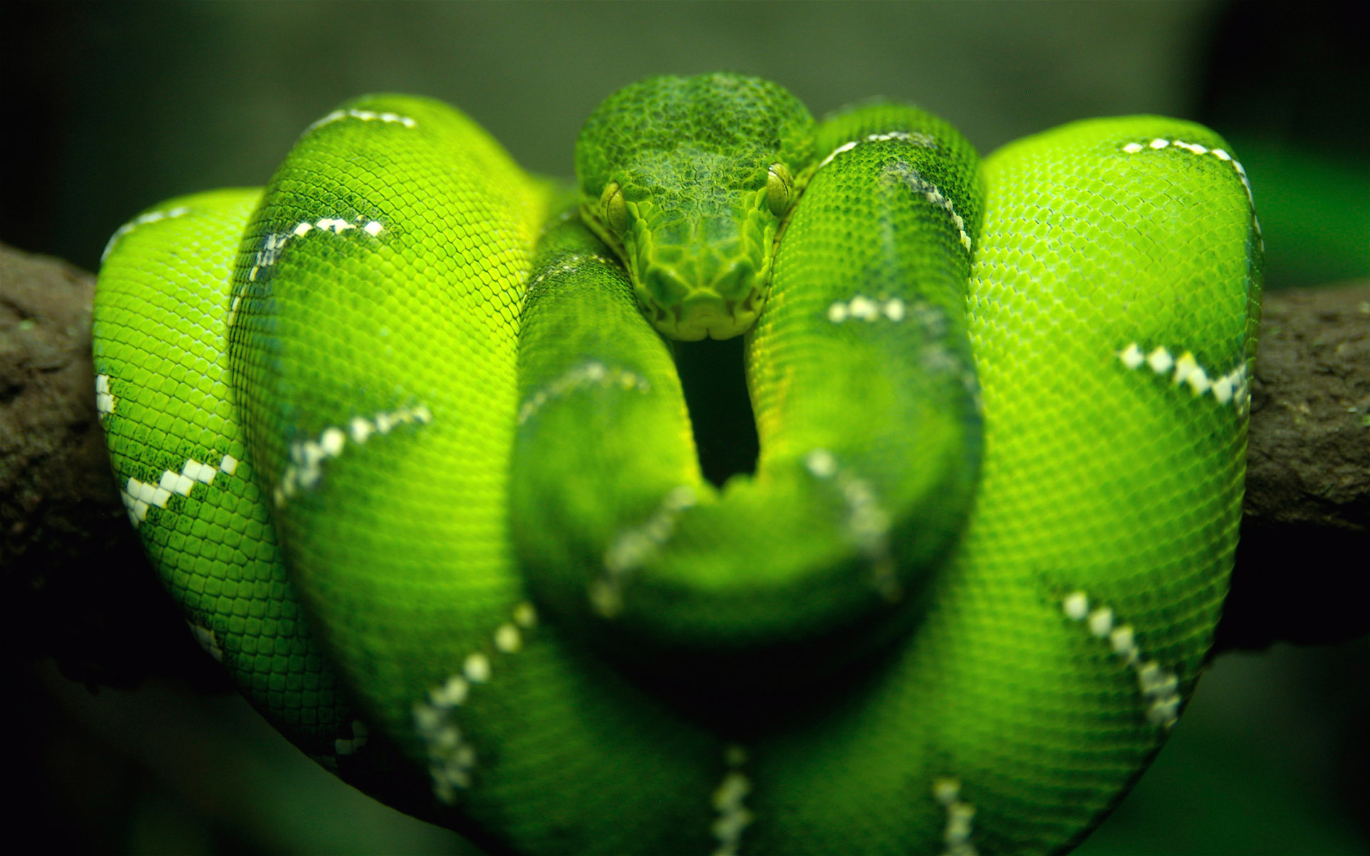 National Geographics Green Snake Pictures