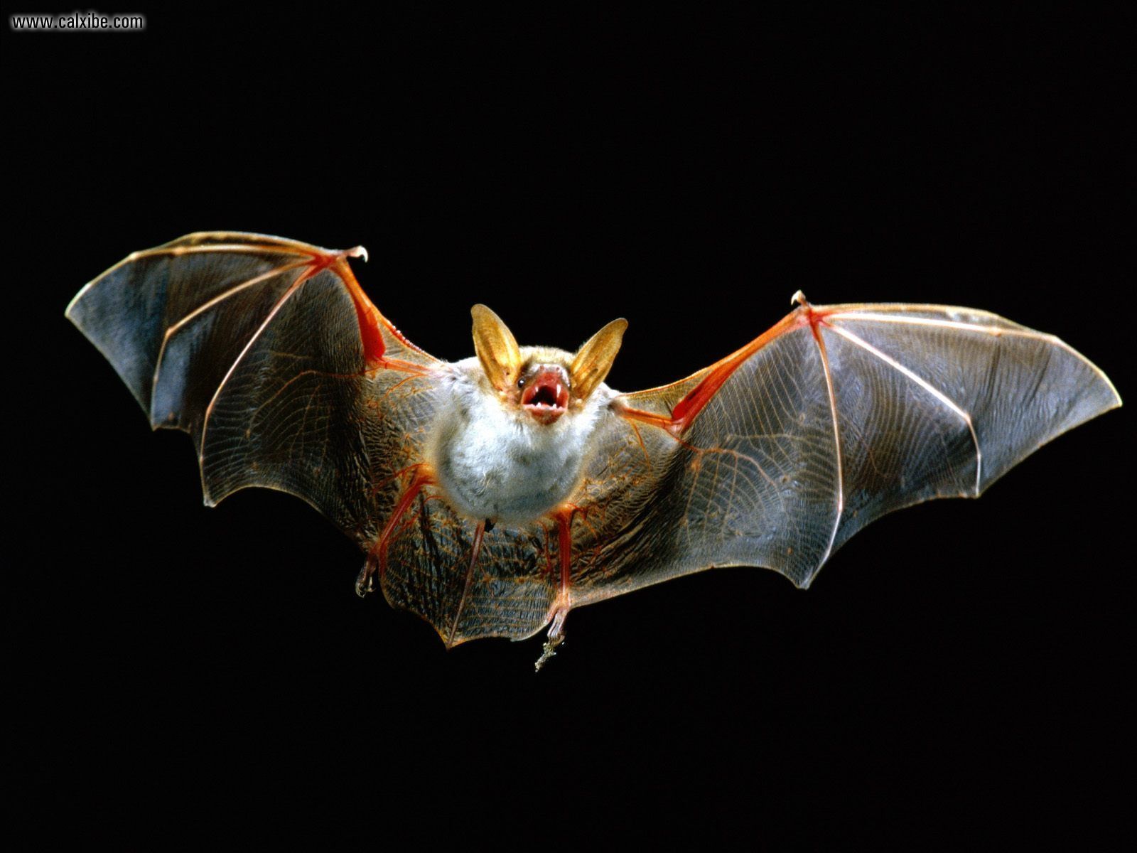 Animals Bat In Flight Picture Nr