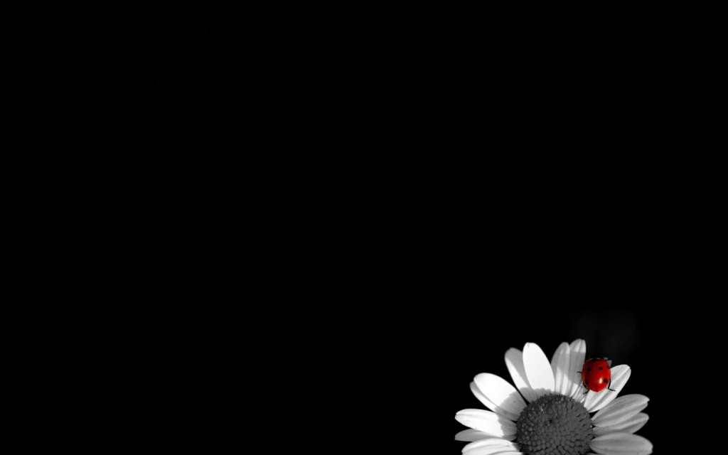 Black And White Flower Wallpaper Background For Desktop Next Image