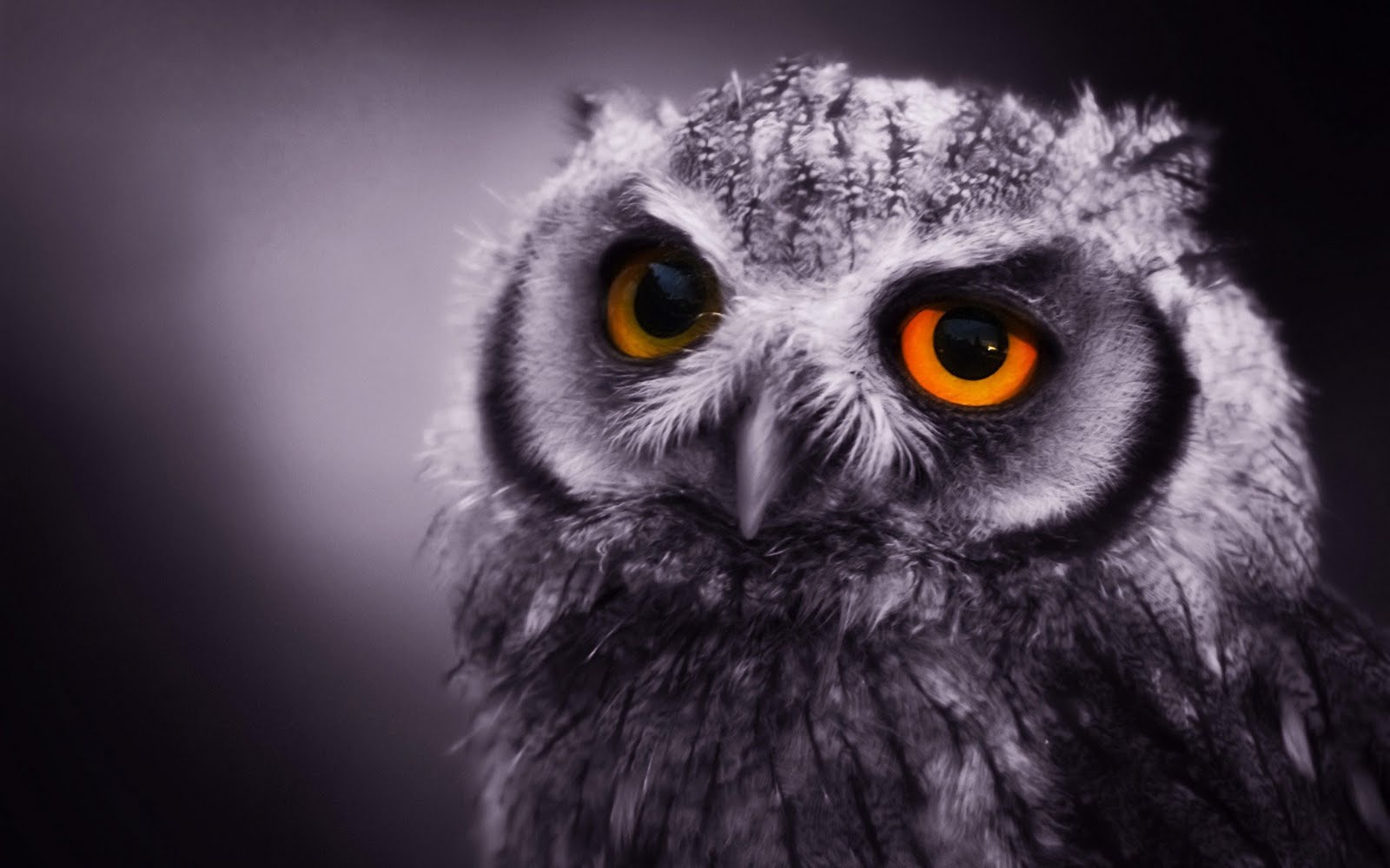 Funny Owl Wallpaper Desktop Animal