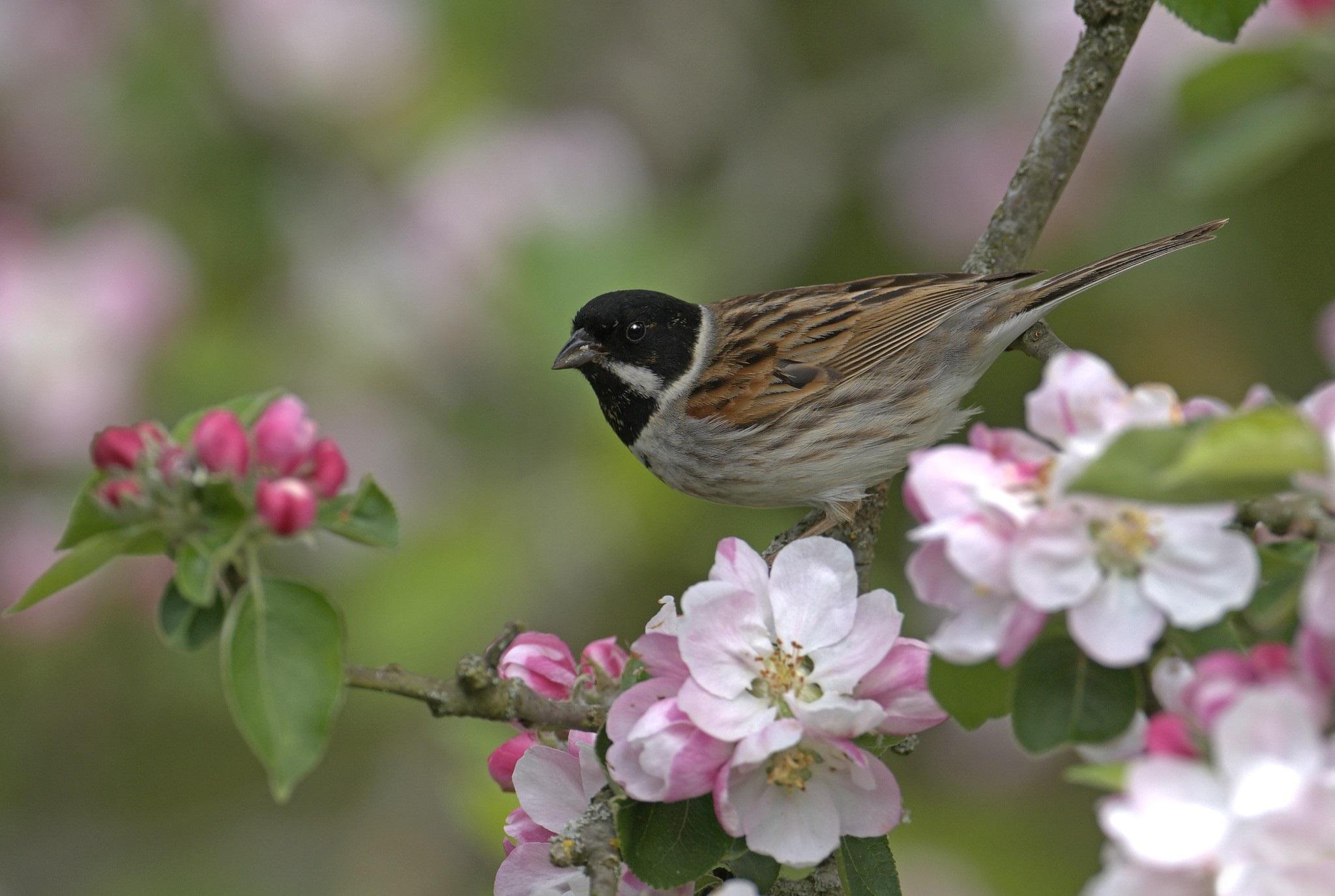 bird and flowers   134213   High Quality and Resolution Wallpapers