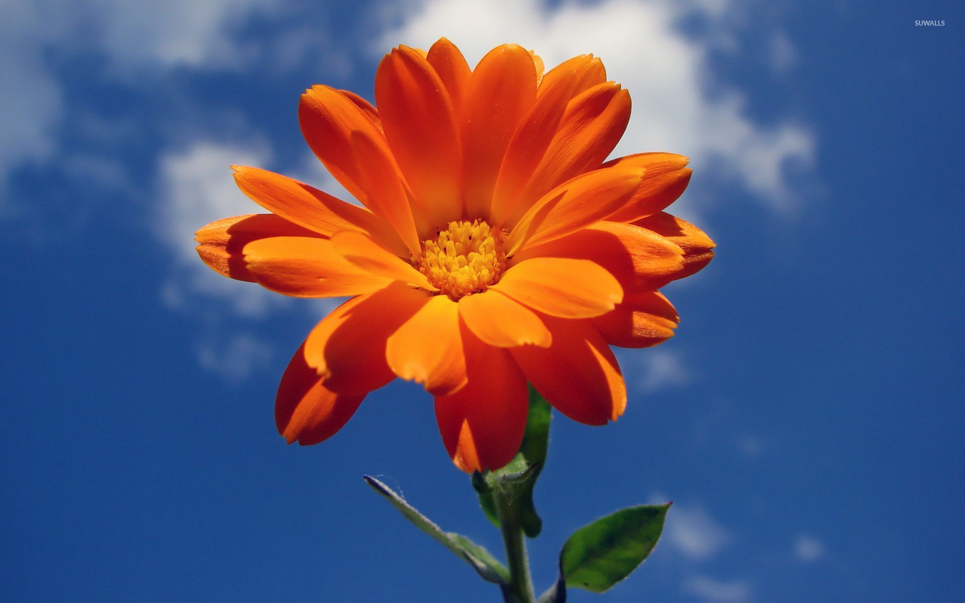 Orange Flower In The Sky Wallpaper
