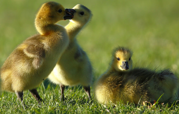 Wallpaper Canada Goose Goslings Chicks Trios Animals