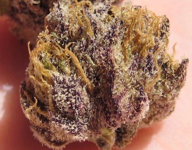 Purple Kush Bud HD Weed Wallpaper