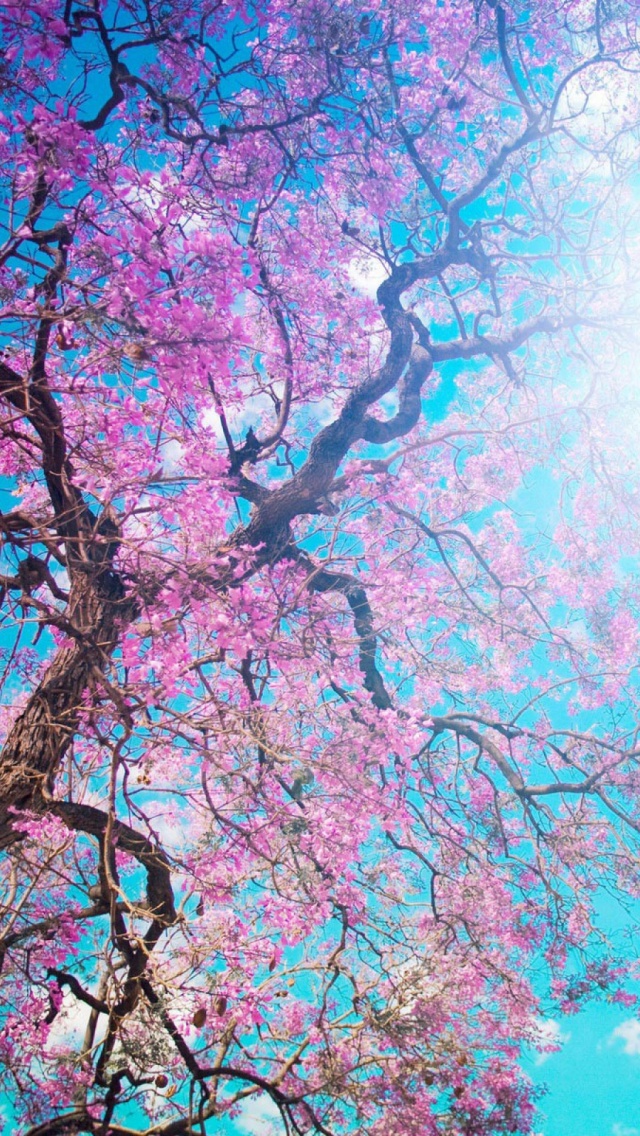 Cherry Blossoms Tree Branches Iphone Wallpaper Ipod Hd