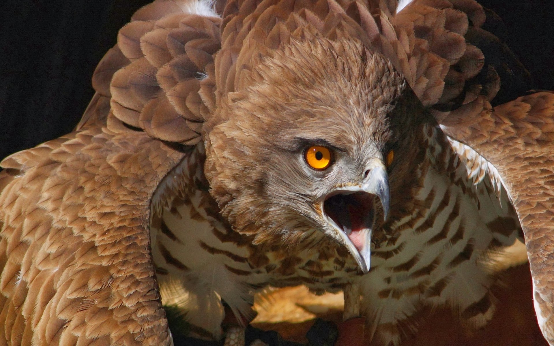 Red Tailed Hawk Wallpaper
