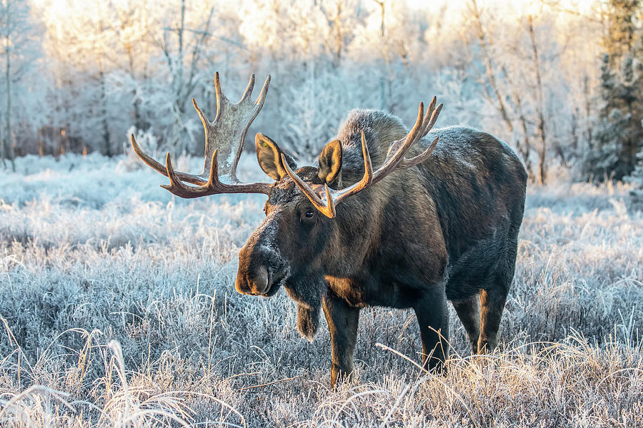 Mature Bull Moose Alces Photograph By Doug Lindstrand Pixels