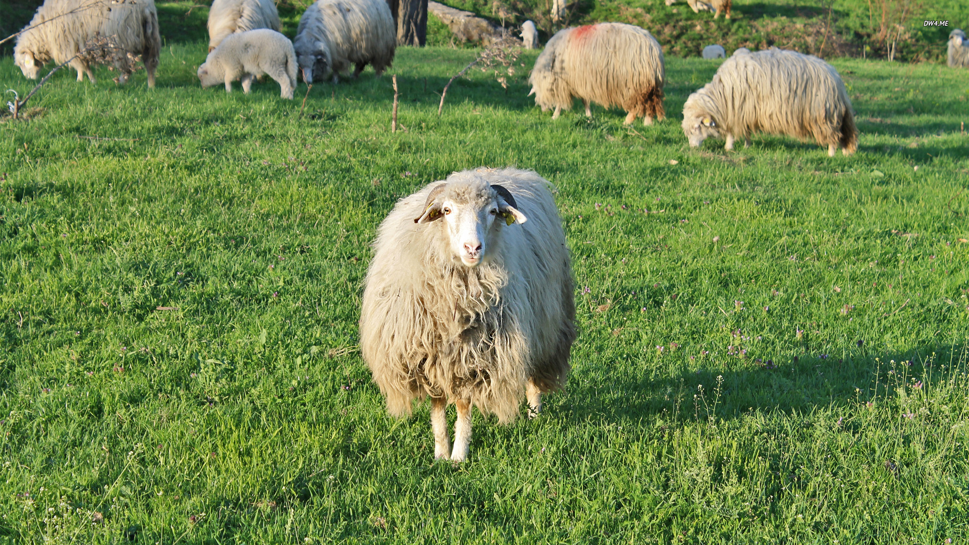 Sheep Wallpaper Animal