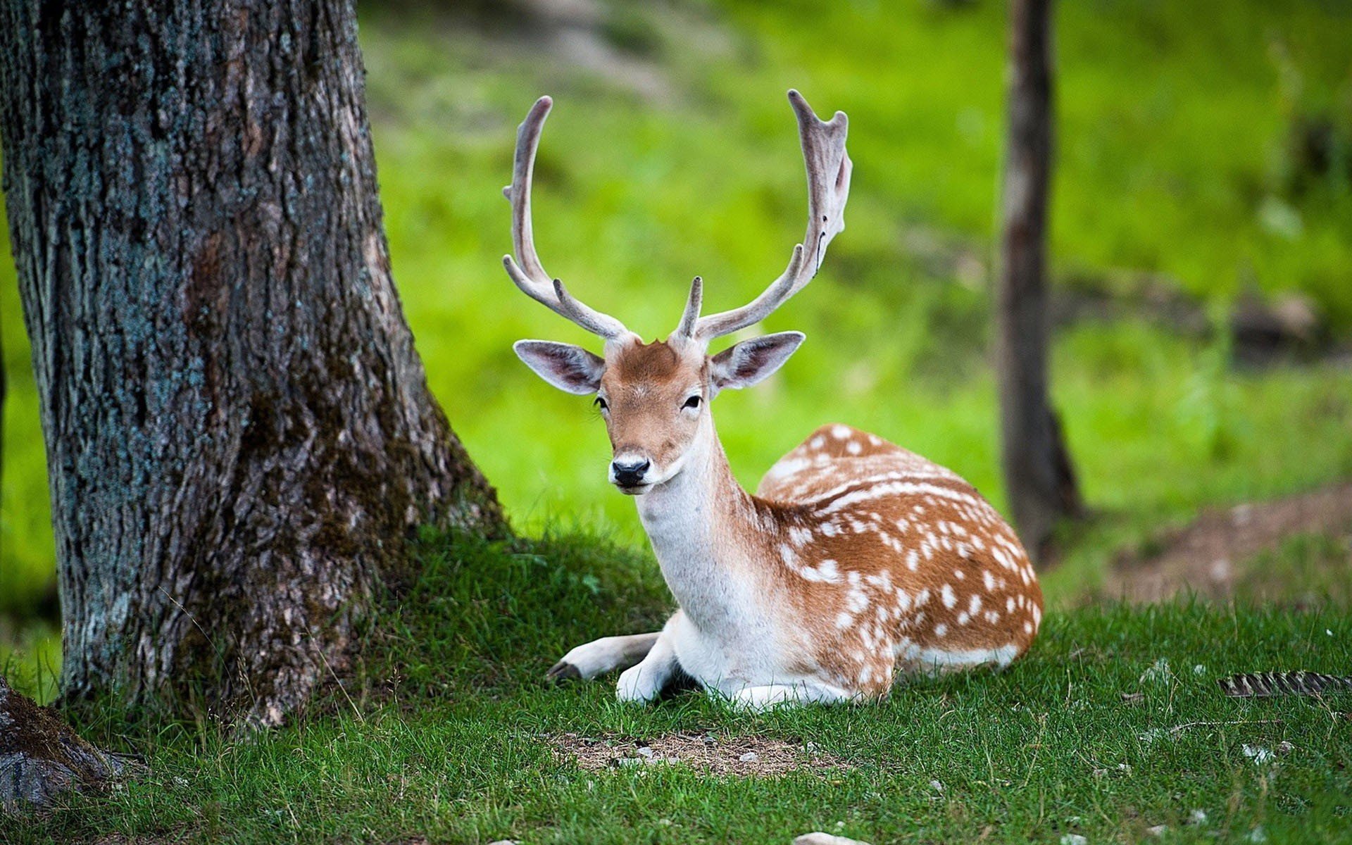 Beautiful Deer Nature Animals Tree Wallpaper HD Desktop And