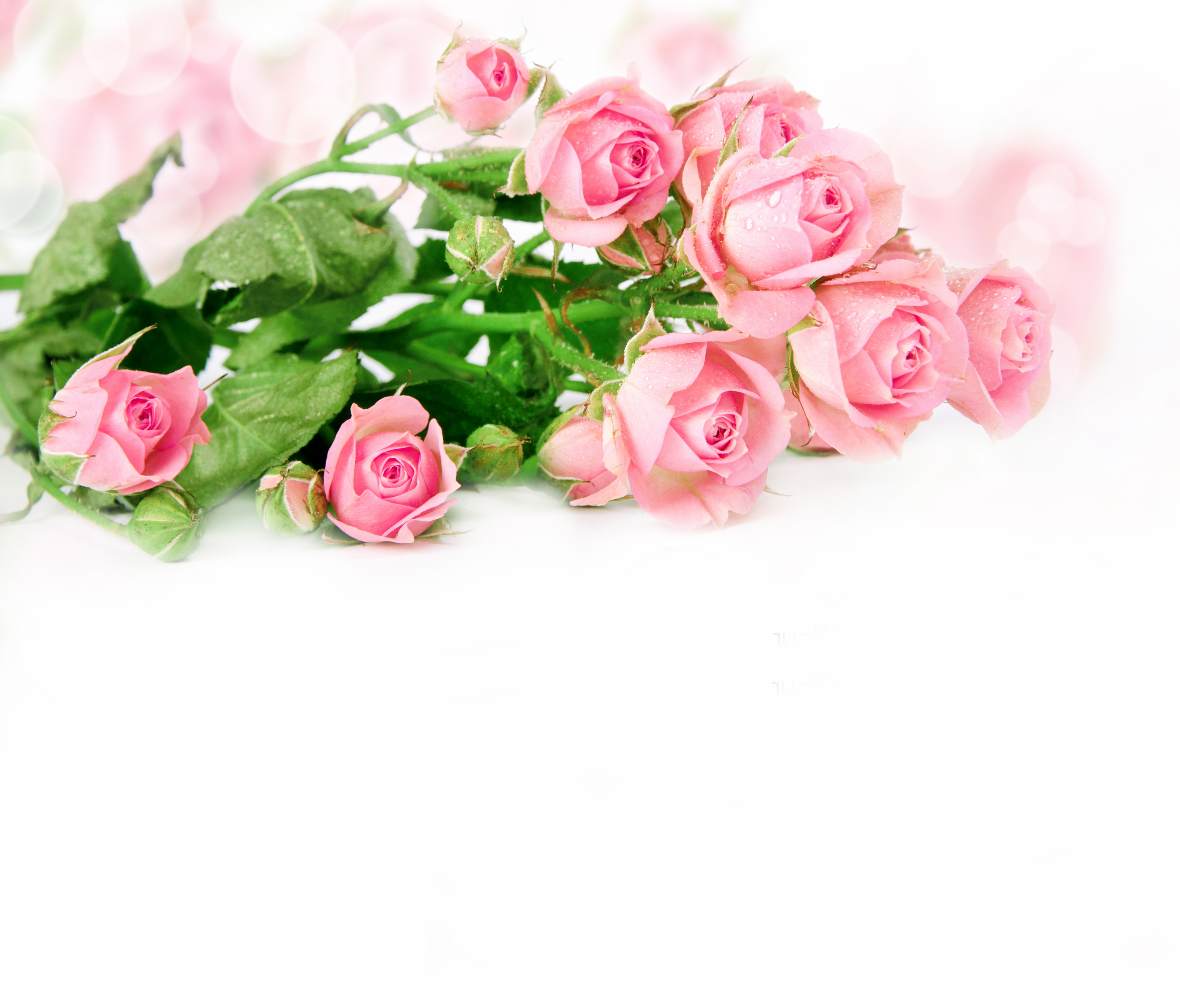 Delicate Pink Roses Background Gallery Yopriceville High