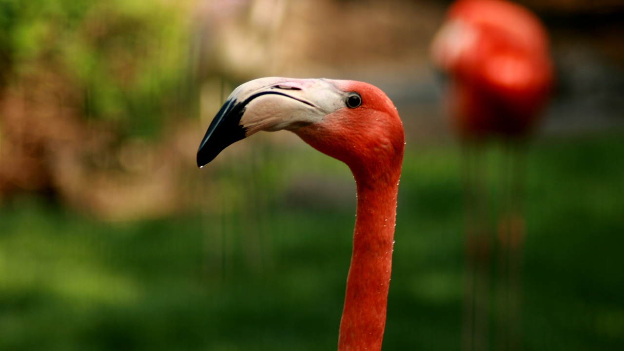 Pictures Image And Photos Desktop Wallpaper Flamingos