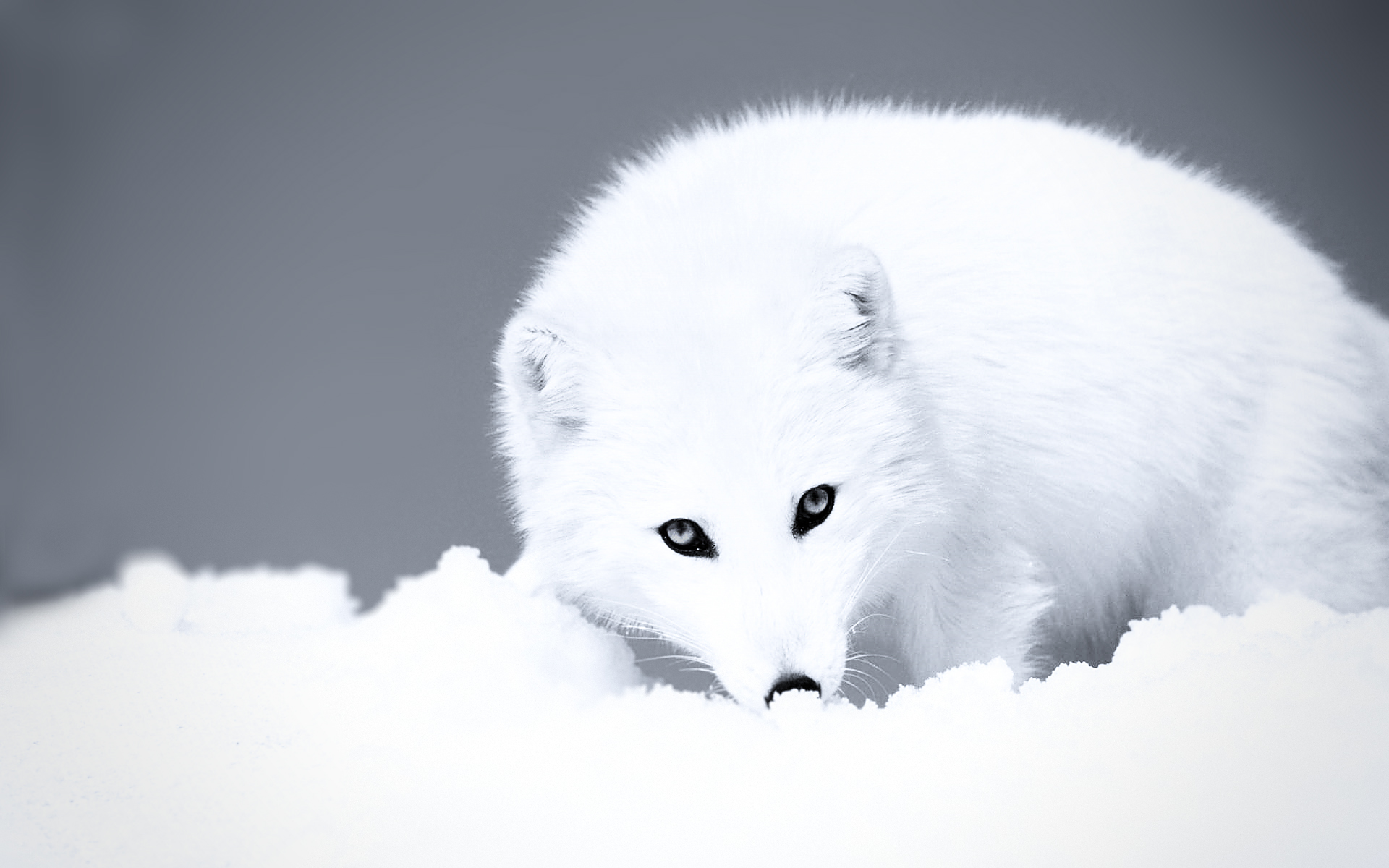 Arctic Fox Puter Wallpaper Desktop Background Id