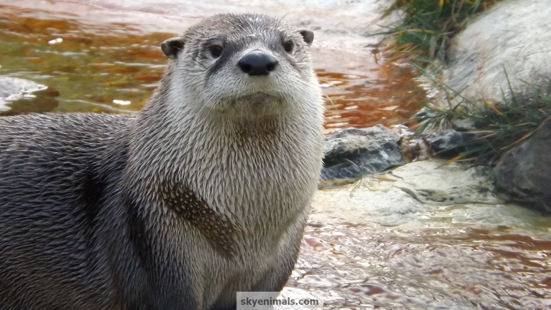 Wallpaper Images matching North American River Otter