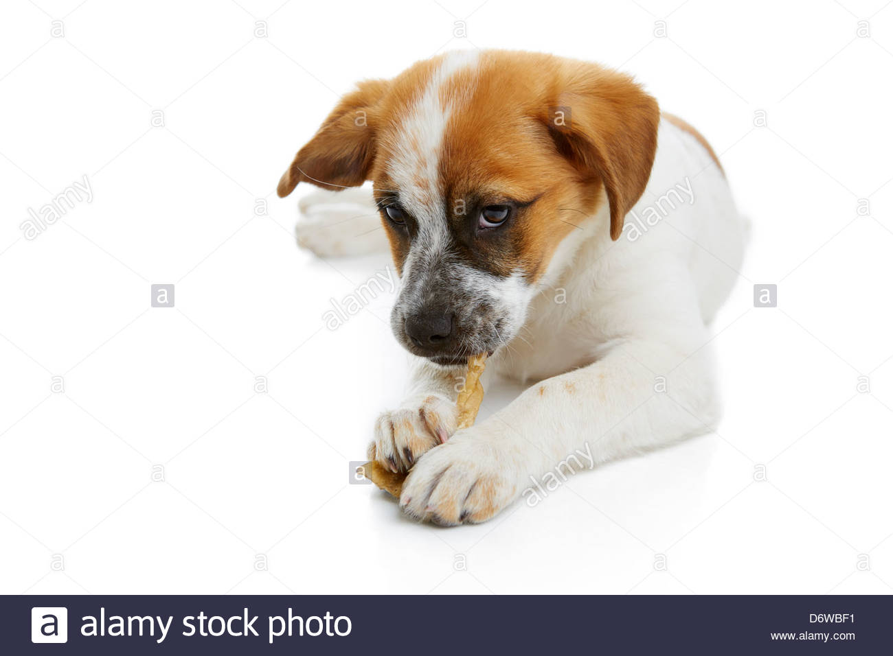 Free download Young terrier dog eating rawhide treat over white