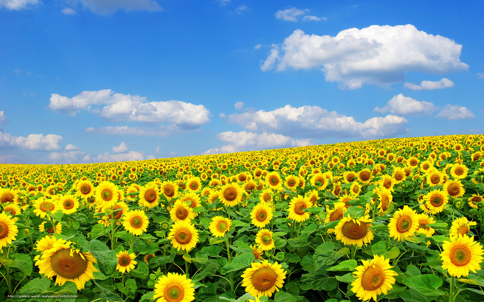 Summer Sun Nature Sunflower Gdefon Original Podsolnux Solnce Priroda