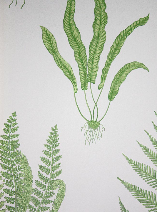 Woodland Ferns Wallpaper Light Green Fern And Root Design With A