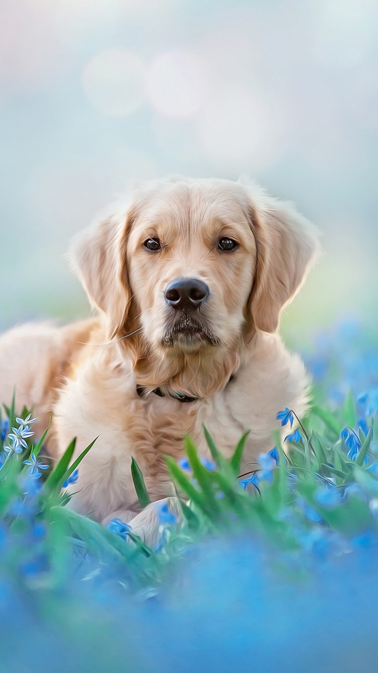 Pet Animal Dog Meadow Golden Retriever Wallpaper